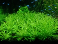 pogostemon khelfera